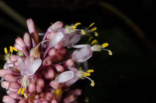 Imagem de Palisota alboanthera