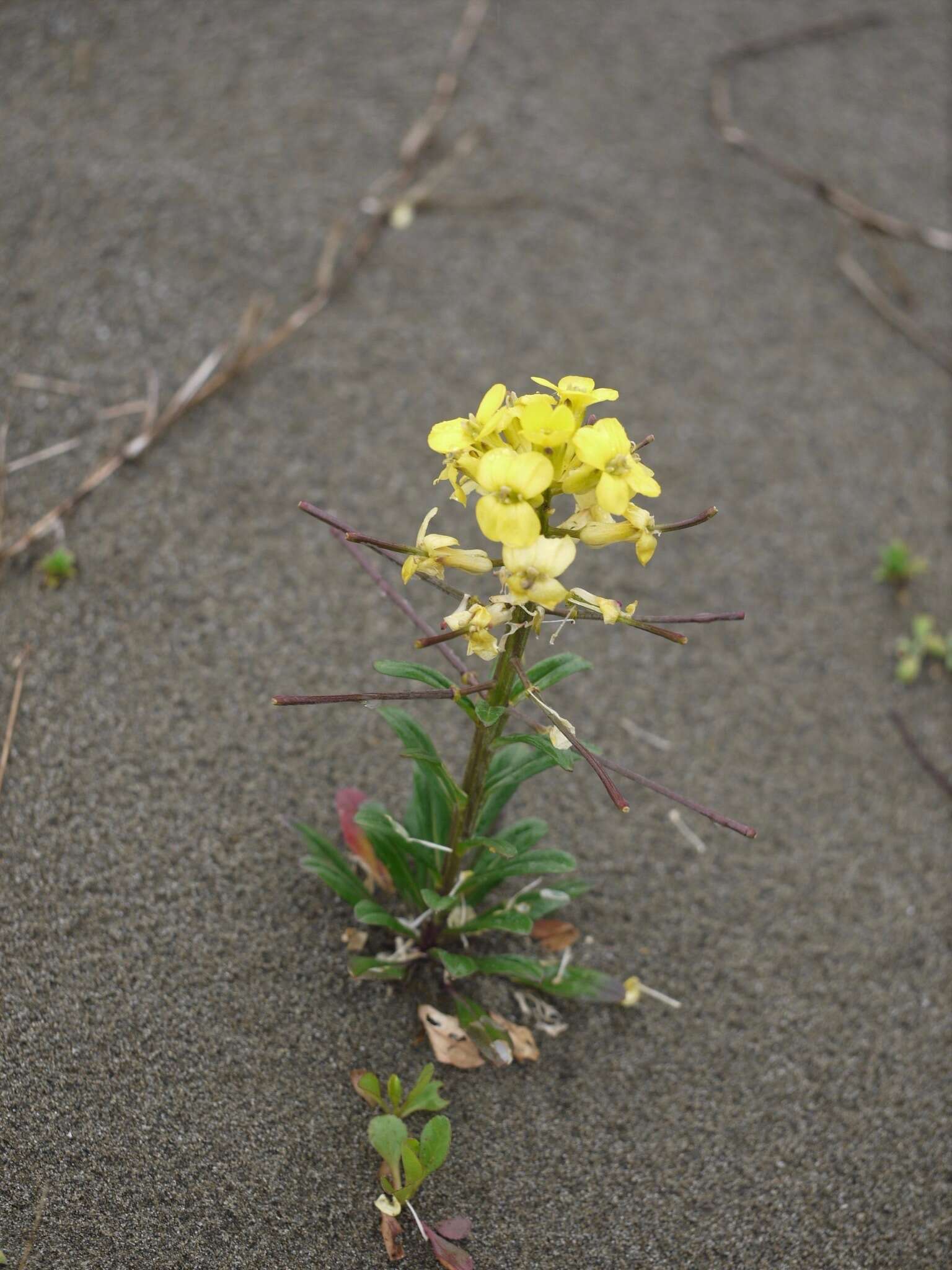 Imagem de Erysimum menziesii (Benth. & Hook. fil.) Wettst.