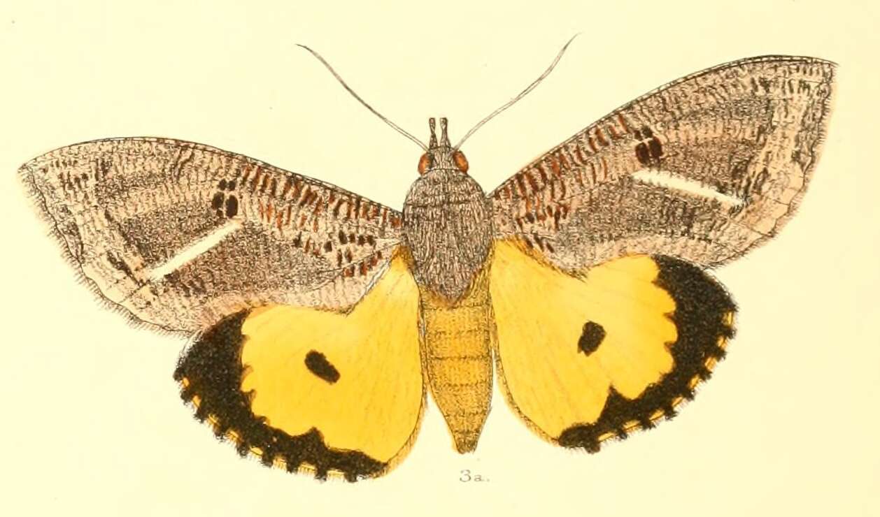 Image of Eudocima materna