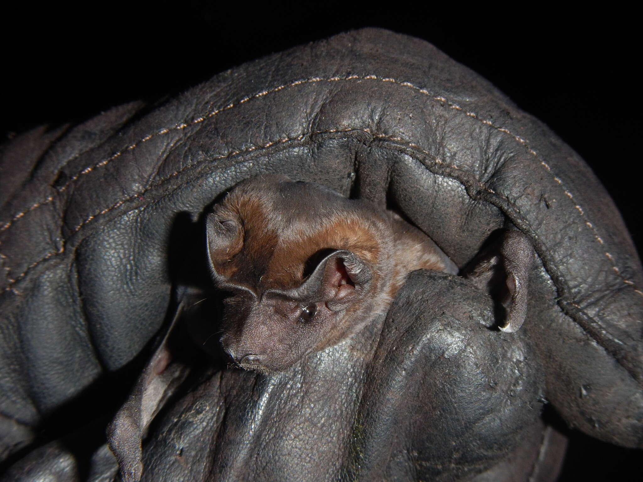 Image of Pallas's Mastiff Bat