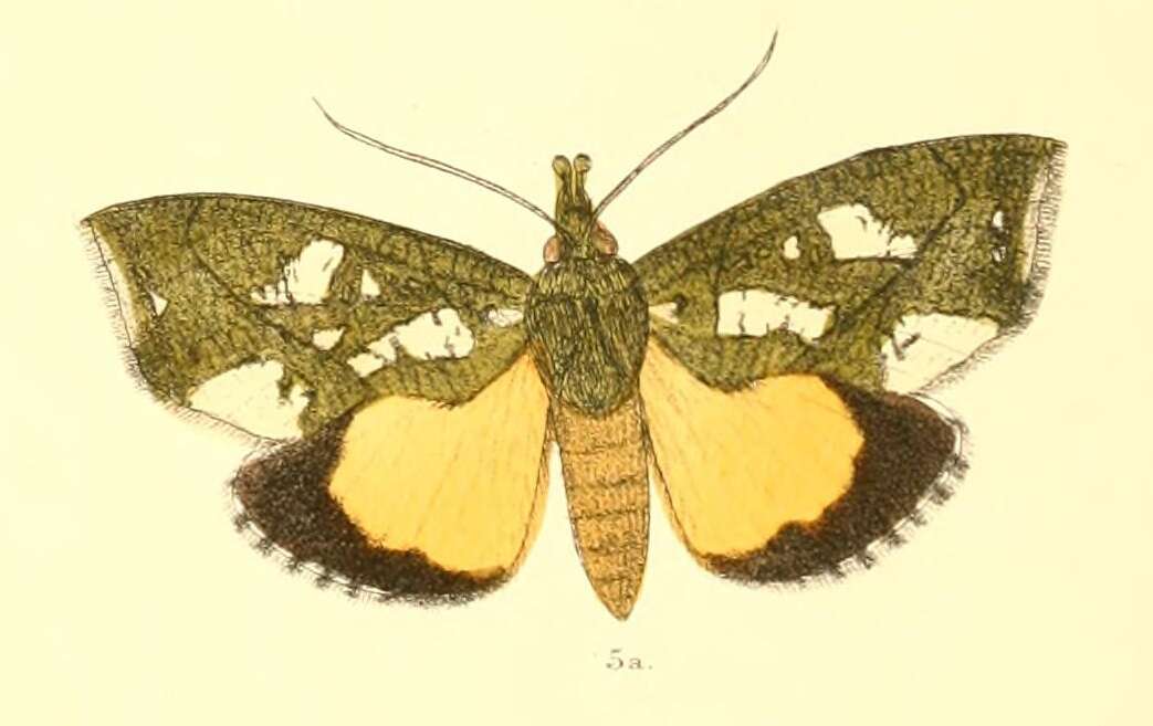 Image of Eudocima cocalus