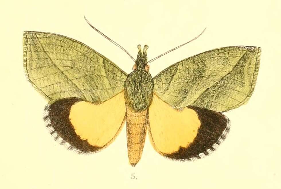 Image of Eudocima cocalus