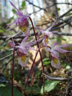 Image of fairy slipper