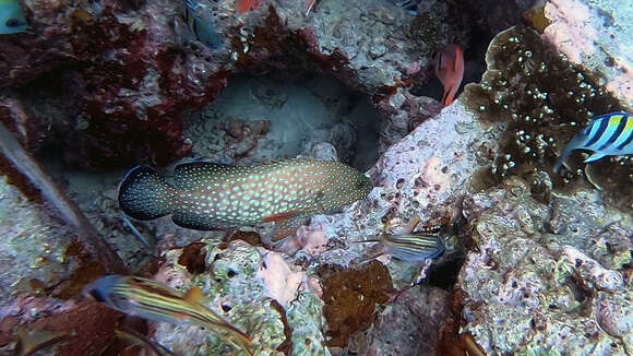 Image of Blue-spotted grouper