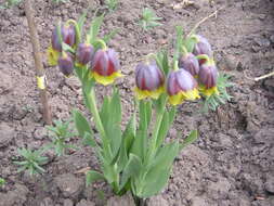 Image of Fritillaria michailovskyi Fomin