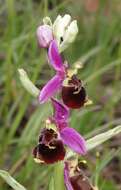 Image of Ophrys holosericea