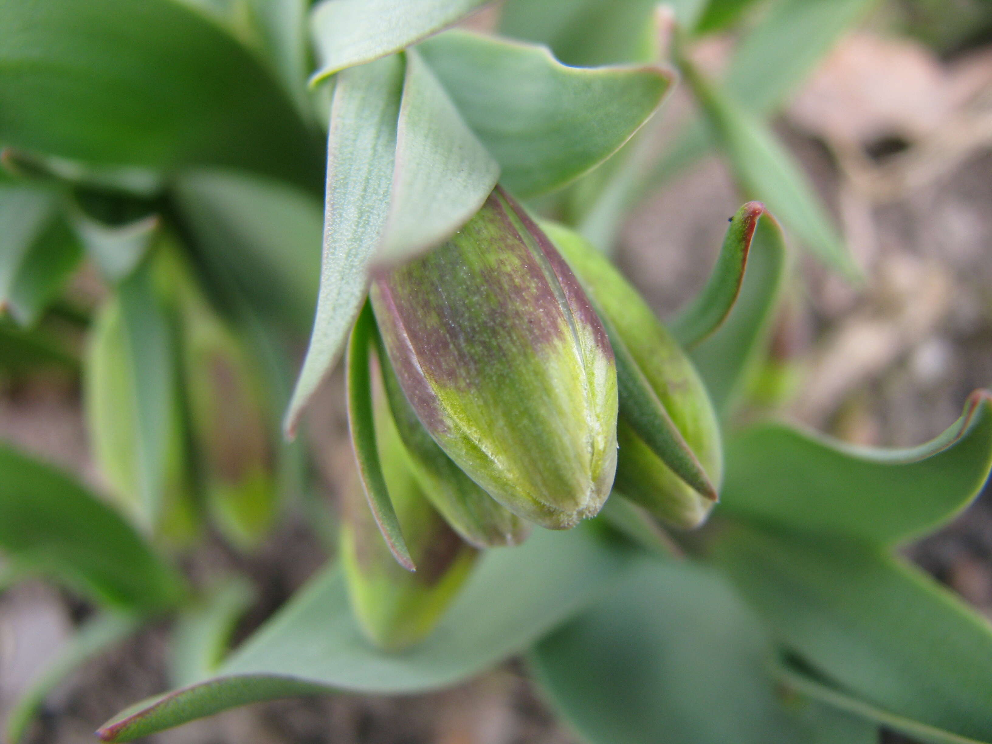 Image of Fritillaria michailovskyi Fomin