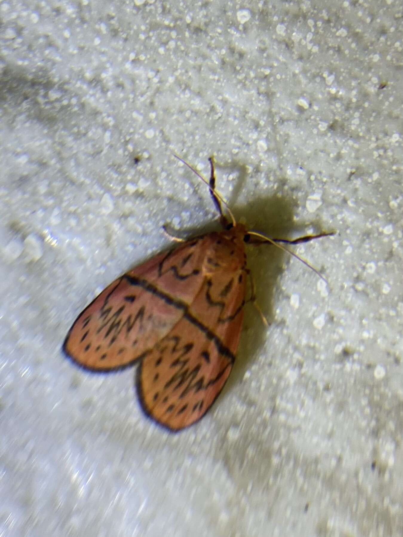 Image of Aberrasine lichenshihi