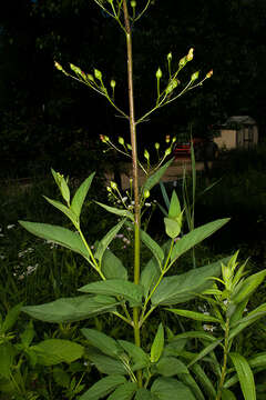 Image de Scrophularia lanceolata Pursh