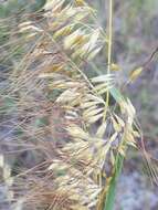 Image of Lopsided Indian Grass