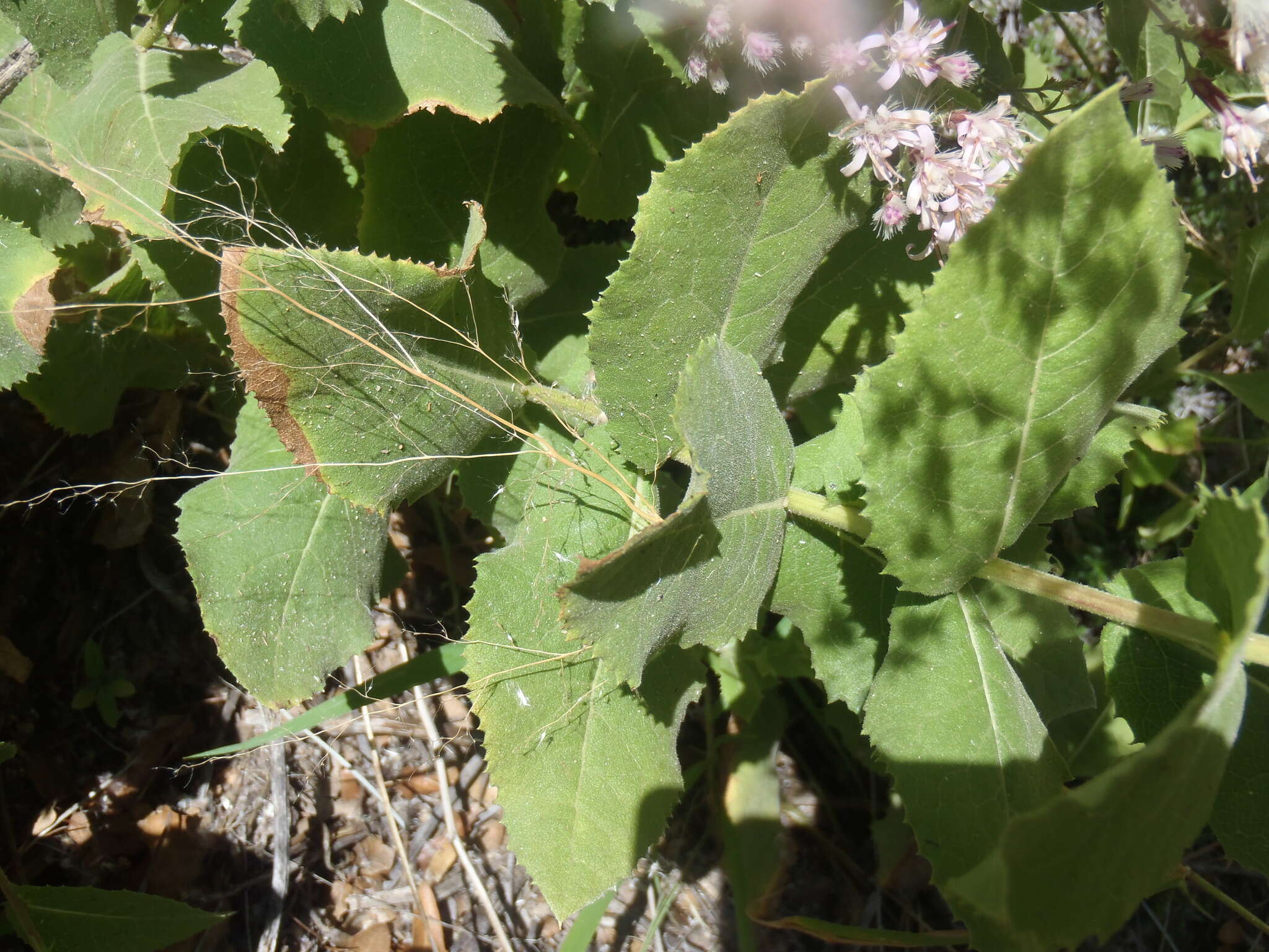 صورة Acourtia thurberi (A. Gray) Reveal & R. M. King