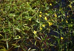 Image of Lesser Spearwort