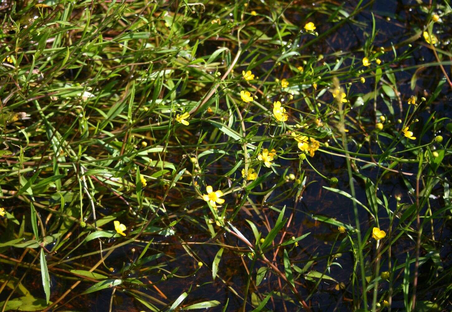 Image of Lesser Spearwort