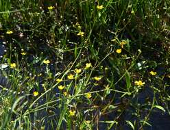 Image of Lesser Spearwort