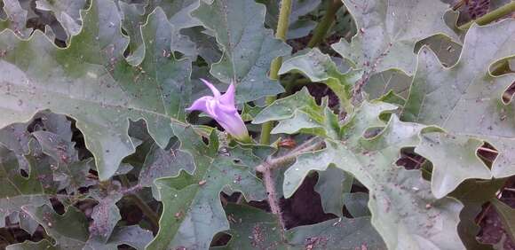 Image of Chinese thorn-apple