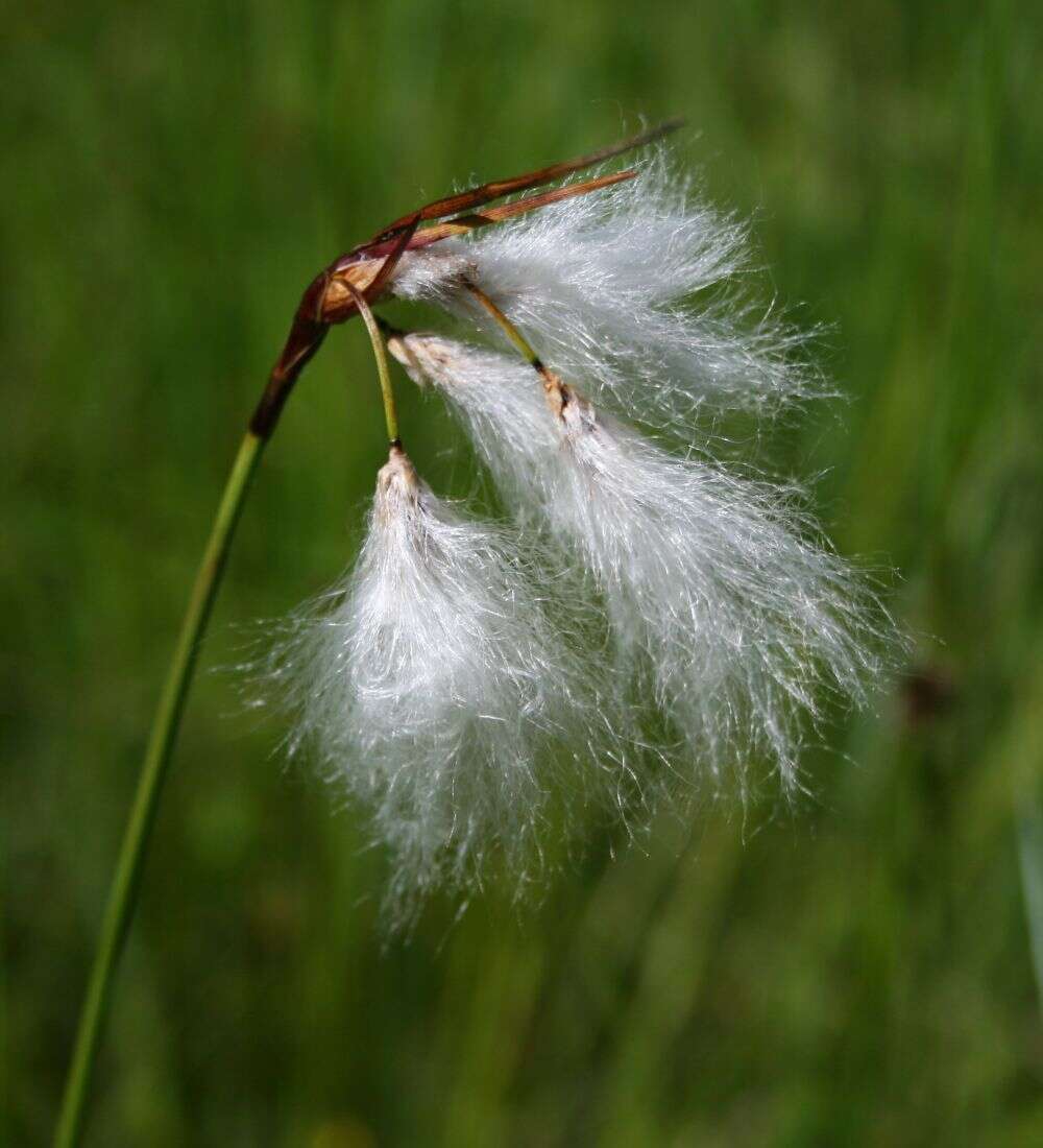 Image of common cottongrass