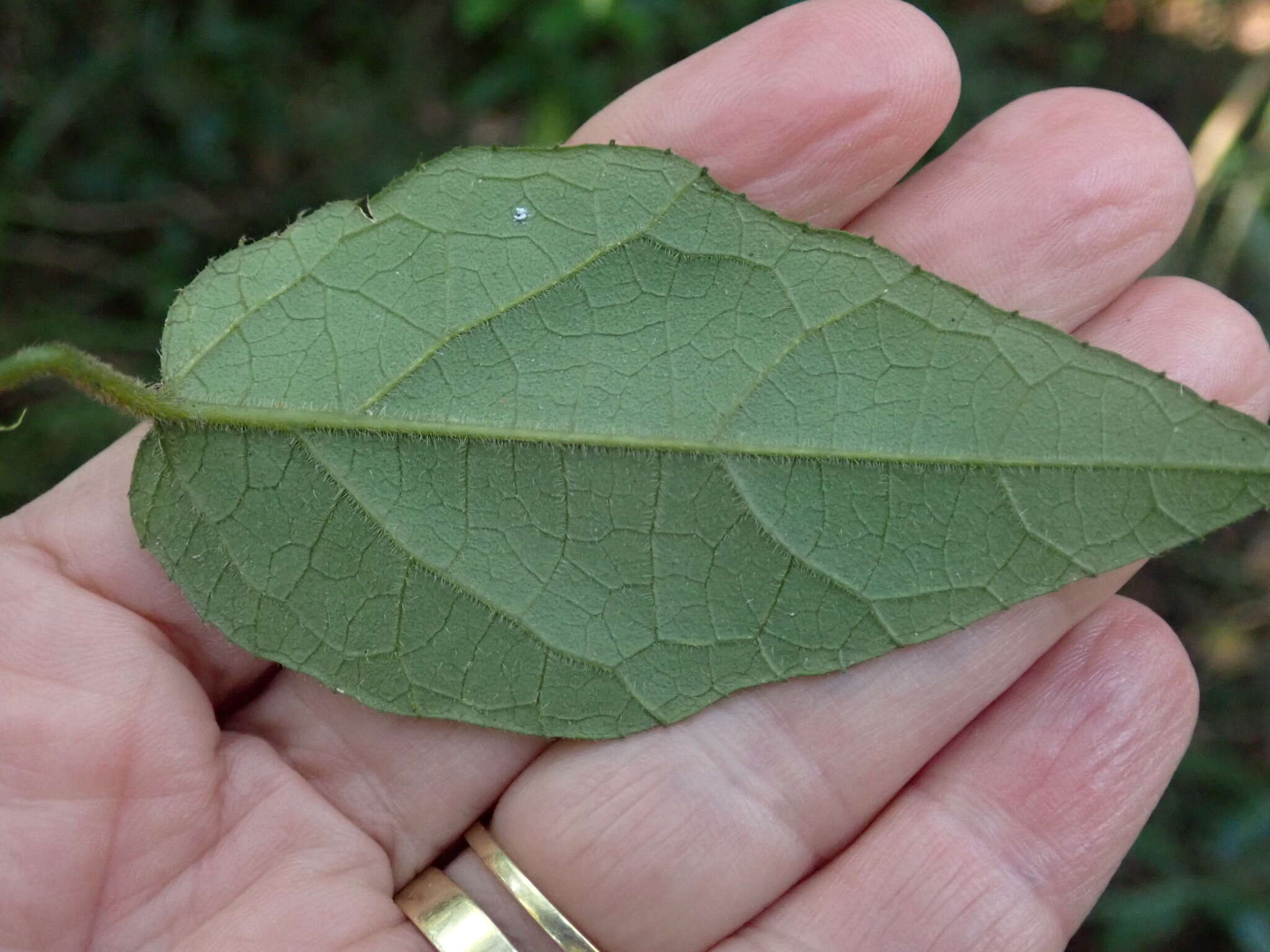 Image of Pyrenacantha scandens (Thunb.) Planch. ex Harv.