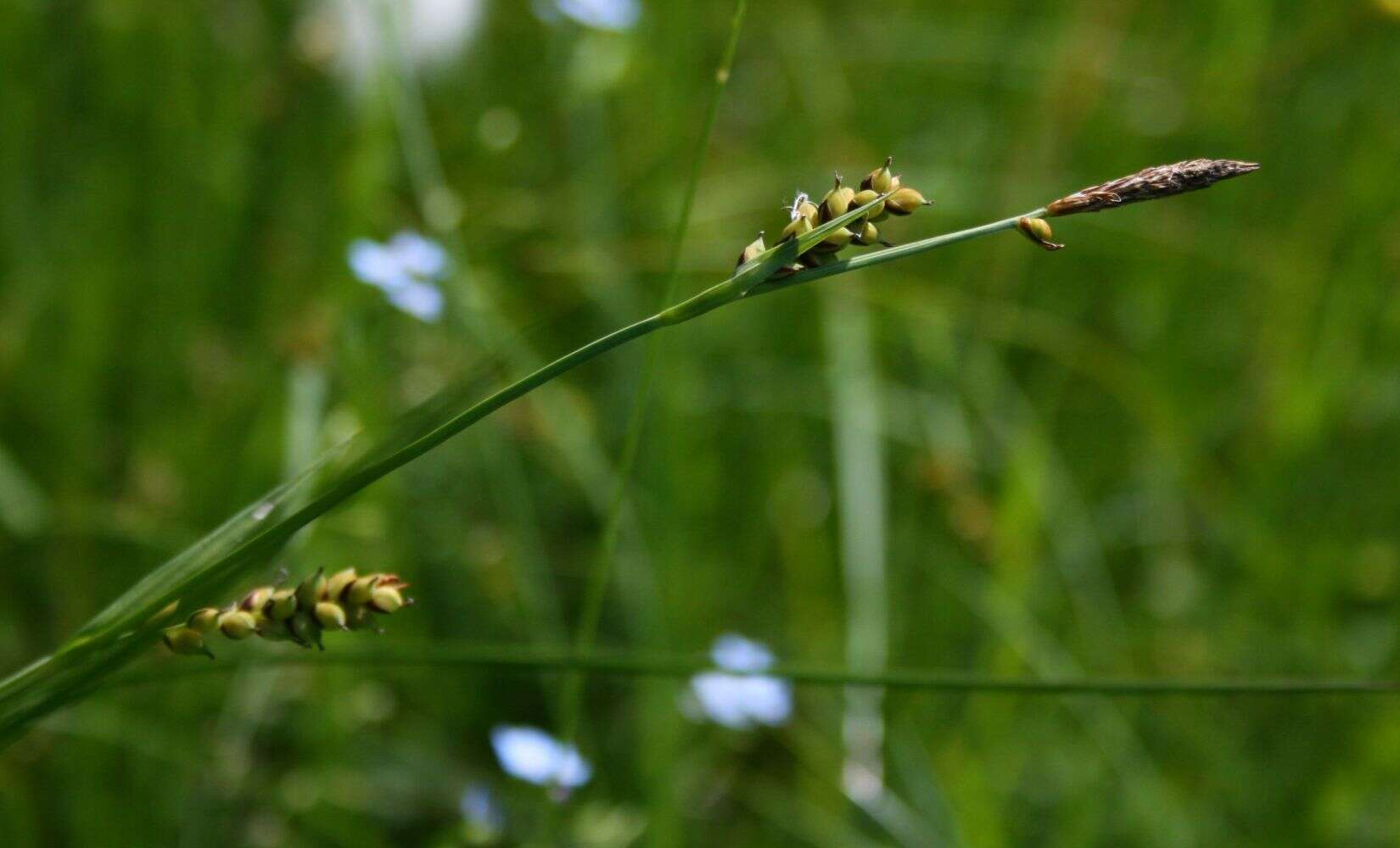 Image of carnation sedge