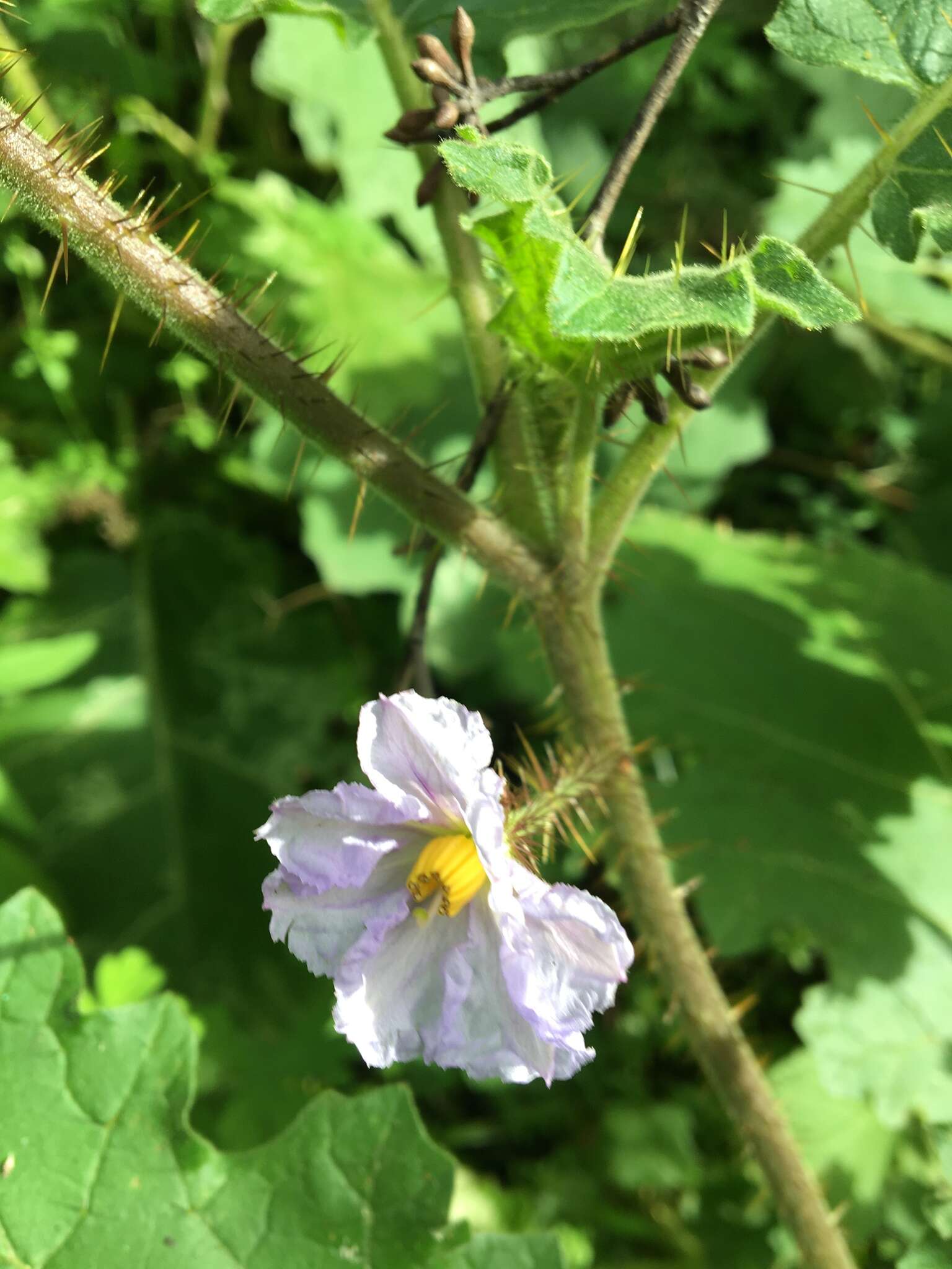 Image of Solanum ditrichum A. R. Bean