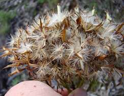 Plancia ëd Senecio bipinnatus (Thunb.) Less.