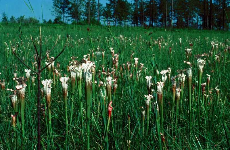 Image of crimson pitcherplant