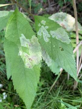 Image of Calycomyza flavinotum Frick 1956