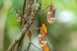 Image de Aristolochia hainanensis Merr.