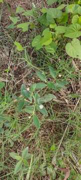 Image of Gomphrena elegans C. Mart.