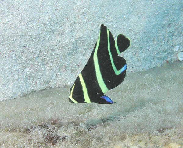 Image of Angelfish