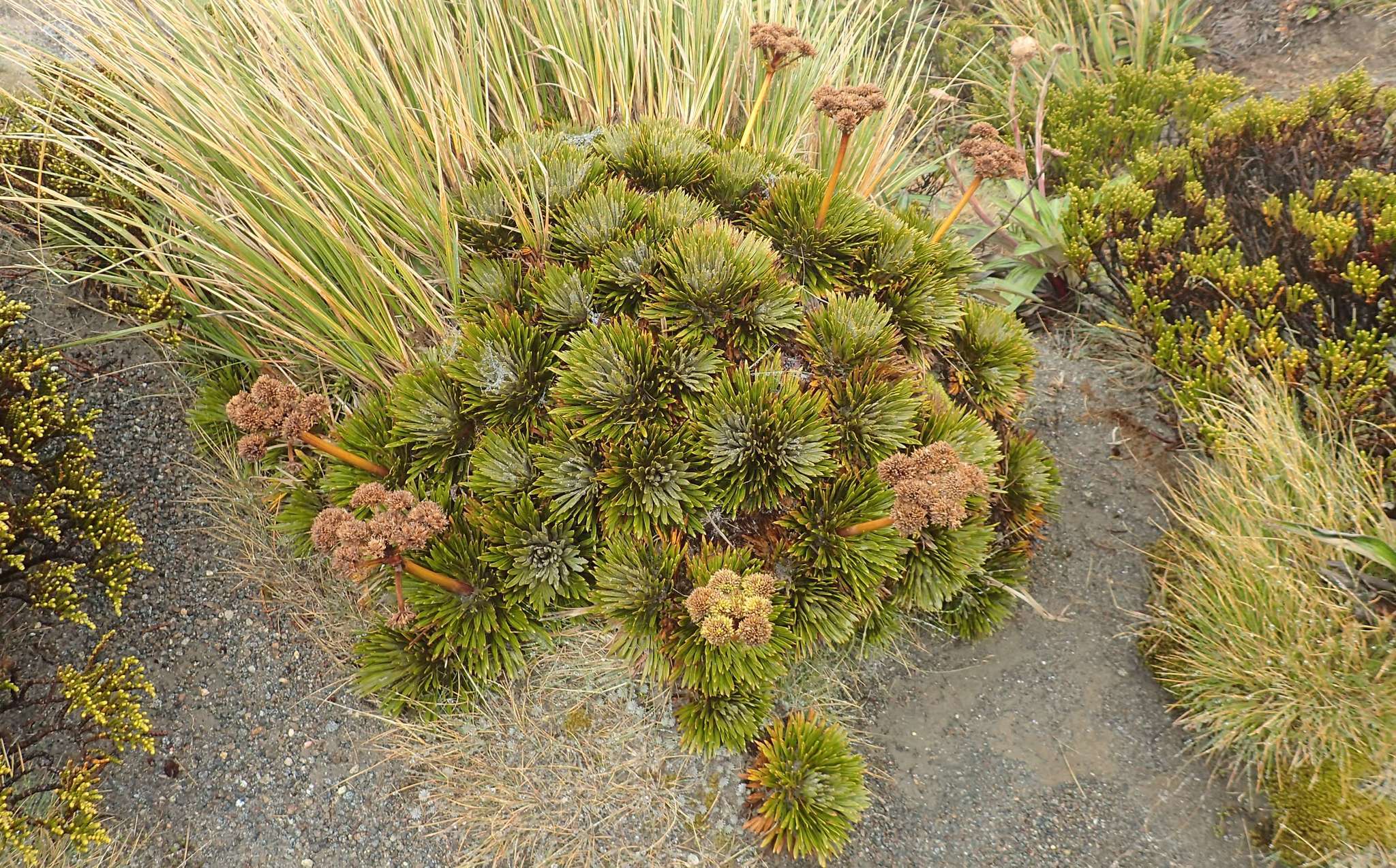 Image of Aciphylla crosby-smithii Petrie