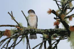 Image of Frances's Goshawk