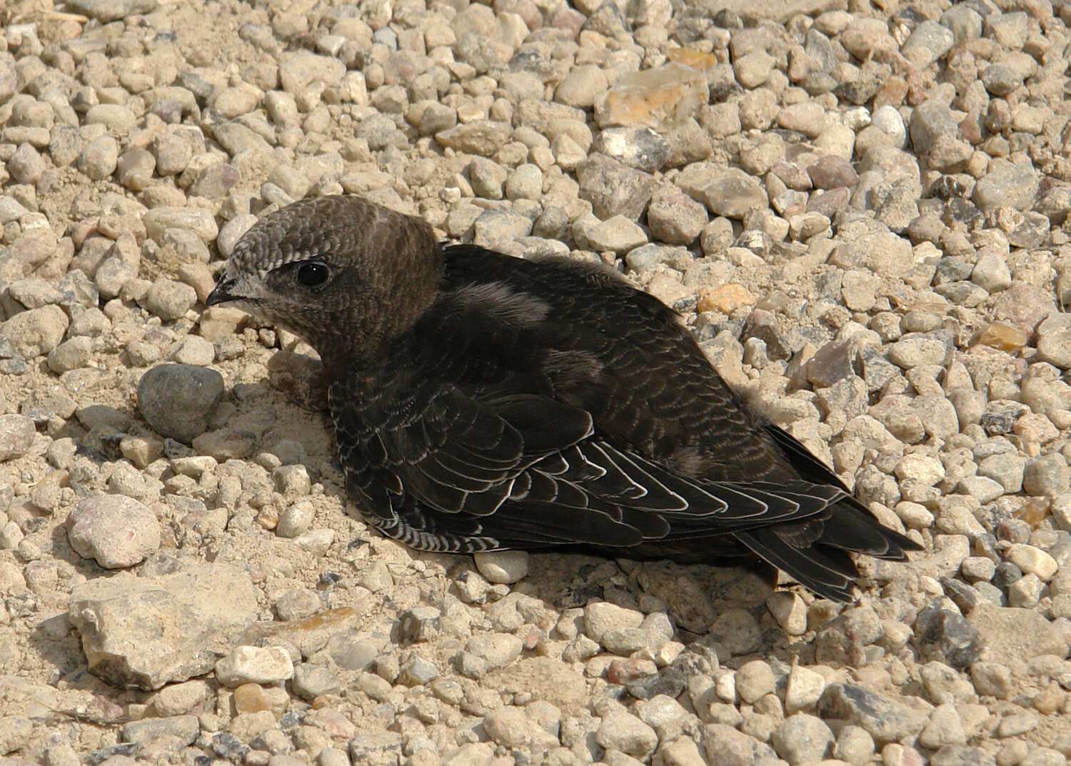 Image of swift, common swift