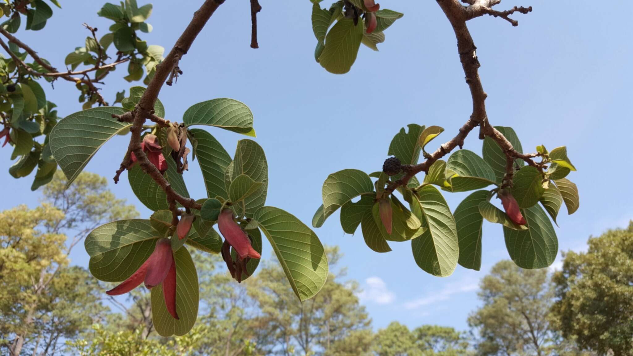 Annona longiflora S. Watson resmi