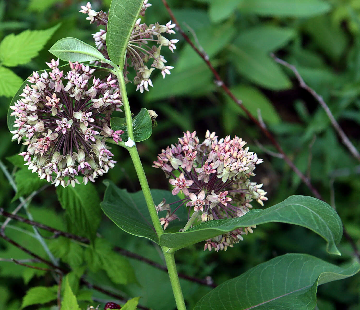 Image of milkweed