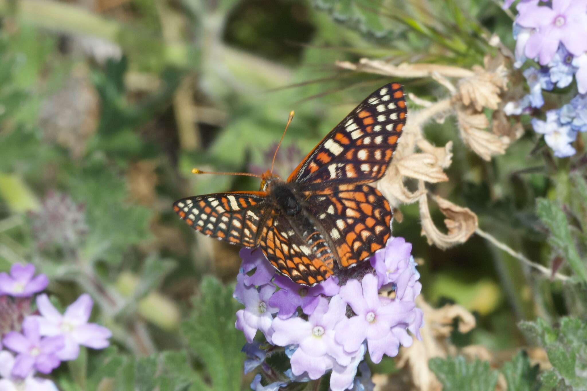 Euphydryas chalcedona klotsi的圖片