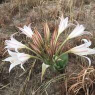 Image of Crinum crassicaule Baker