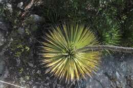 Agave striata subsp. striata resmi