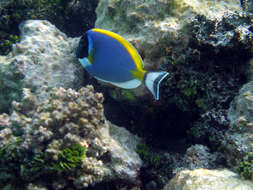 Image of Blue Surgeonfish