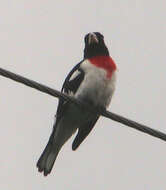 Image of Rose-breasted Grosbeak