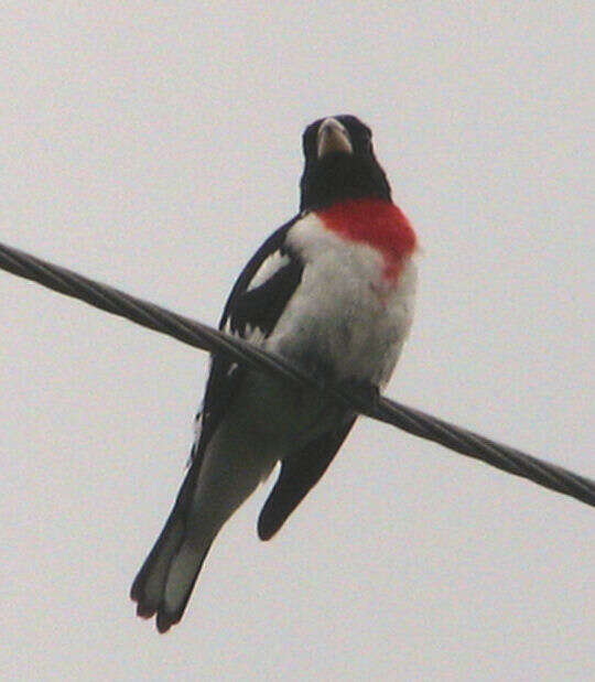 Image of Rose-breasted Grosbeak