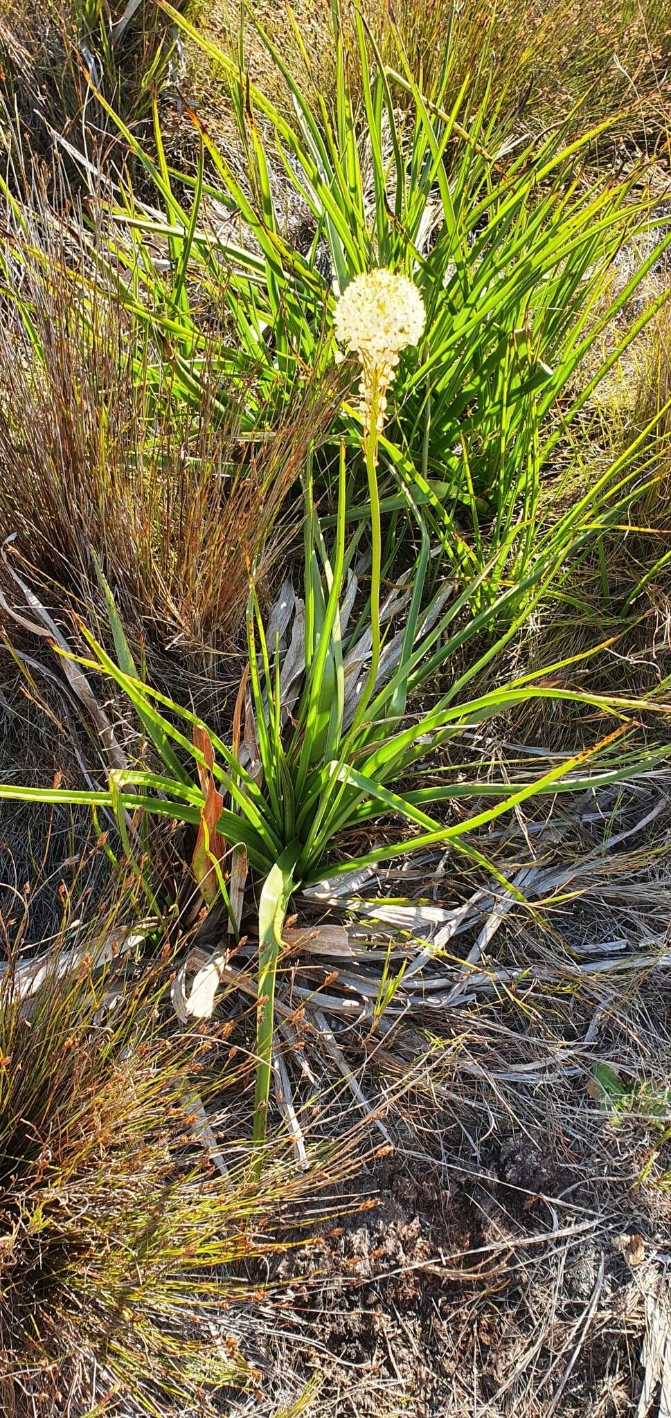 Image of Bulbinella nutans subsp. turfosicola (P. L. Perry) P. L. Perry