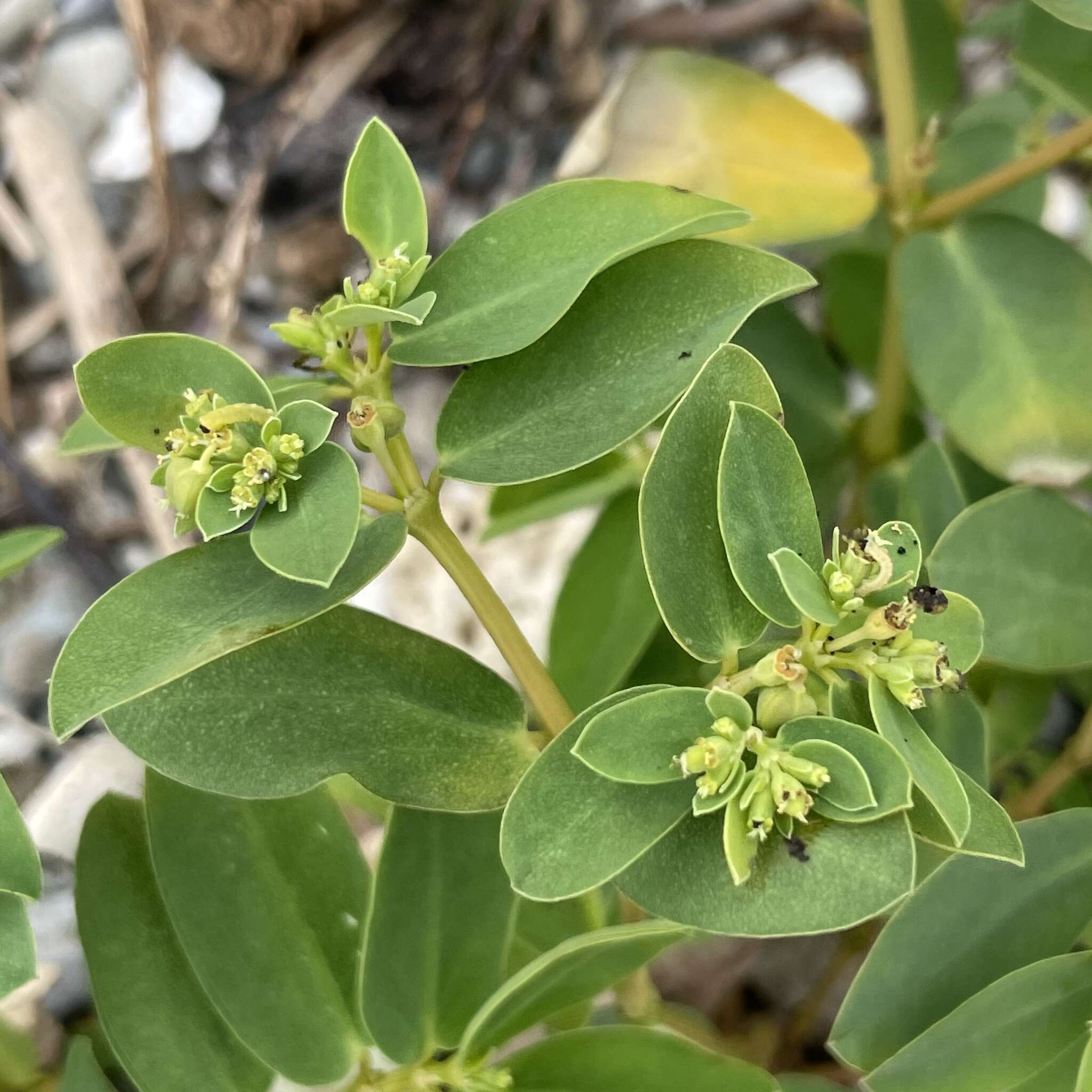 Sivun Euphorbia atoto G. Forst. kuva