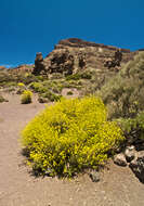 Plancia ëd Descurainia bourgaeana (E. Fourn.) Webb