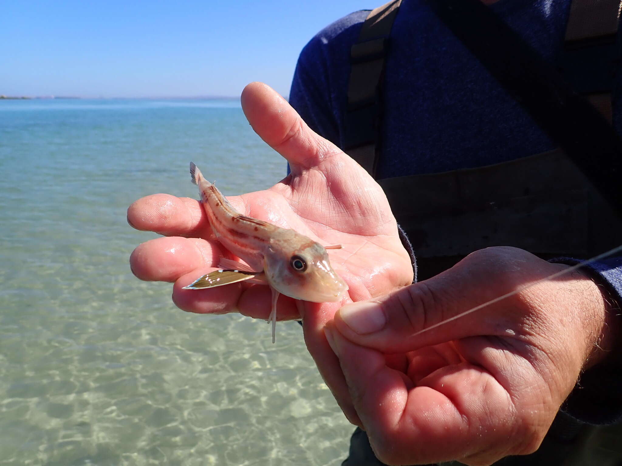 Image of Bluefin Gurnard