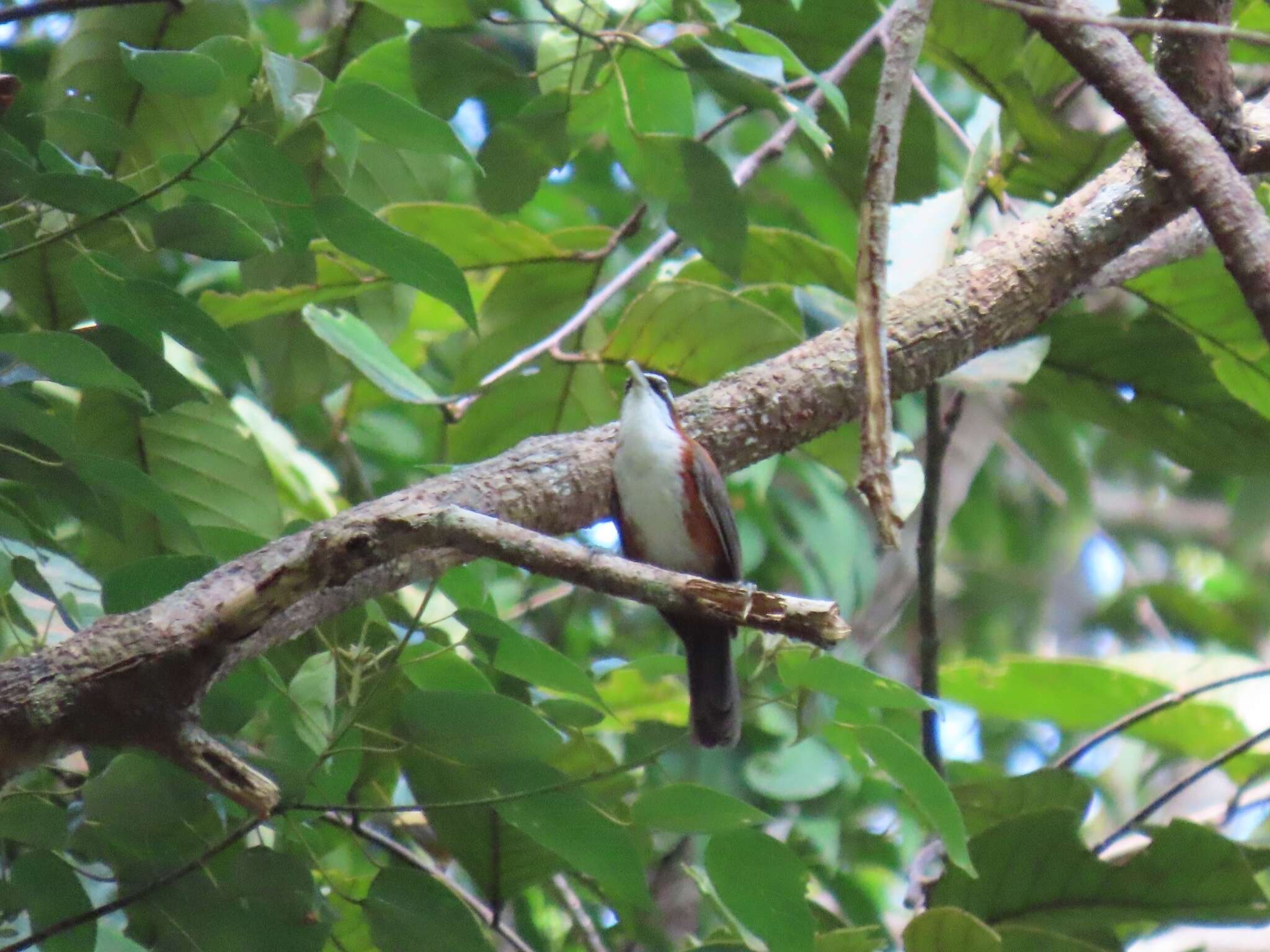 Imagem de Pomatorhinus bornensis