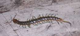 Image of red-headed centipede