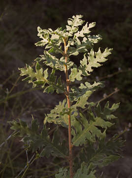 Image of Iberian white oak