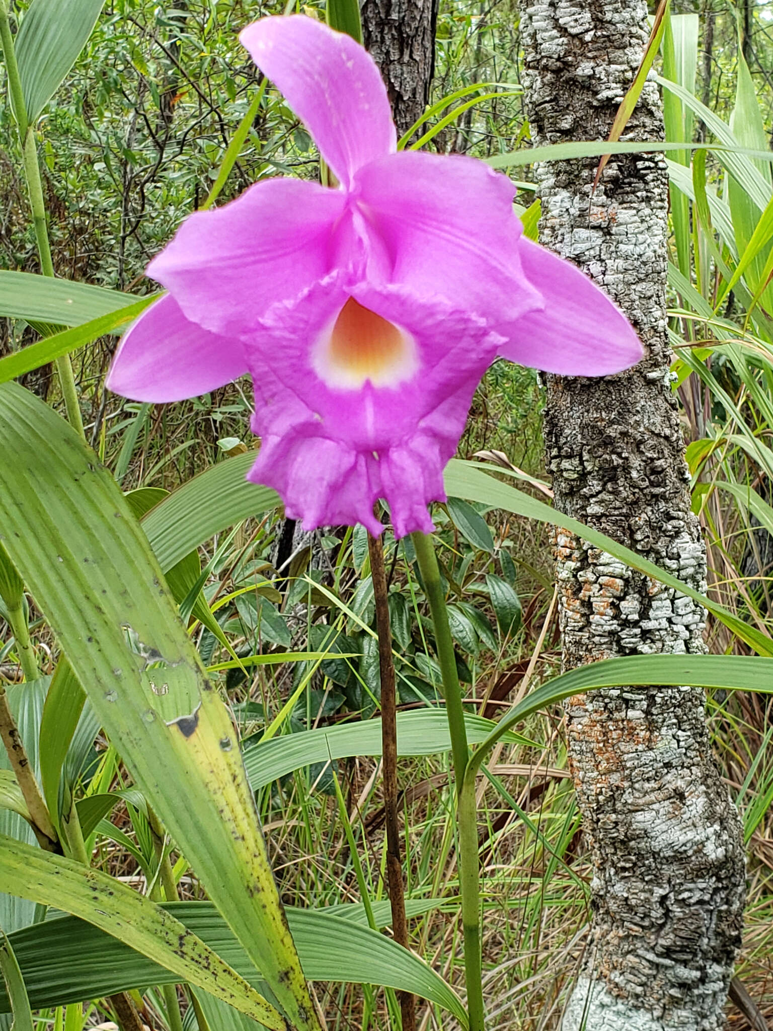 Imagem de Sobralia macrantha Lindl.