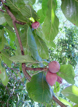 Image of tropical-almond