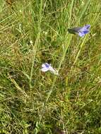 Sivun Lobelia reverchonii B. L. Turner kuva